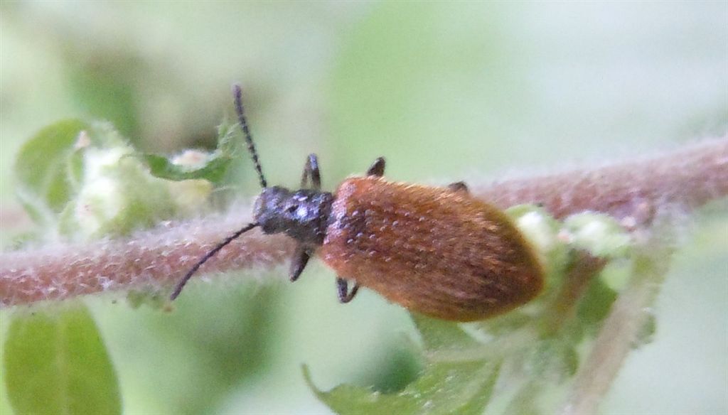 Lagria hirta
